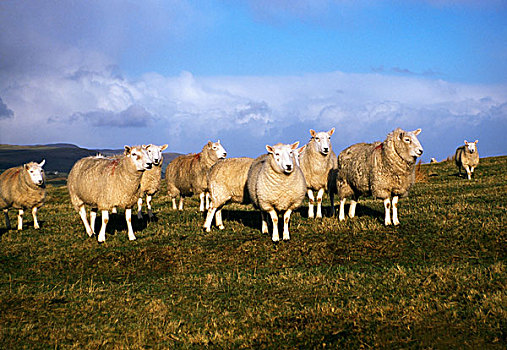 安特里姆郡,爱尔兰,绵羊