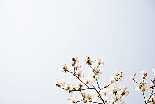 玉兰,花卉,花树,春天