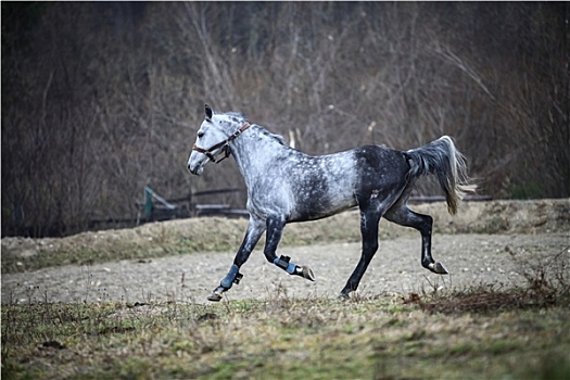 跑,灰色,马