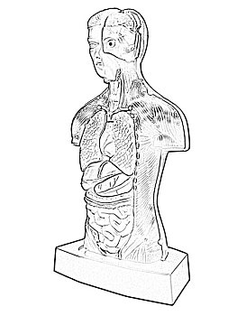 身体部位,模型,电脑制图,器官,半身像
