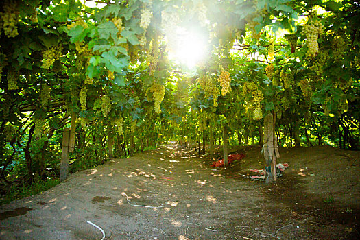 新疆吐鲁番葡萄沟葡萄种植地