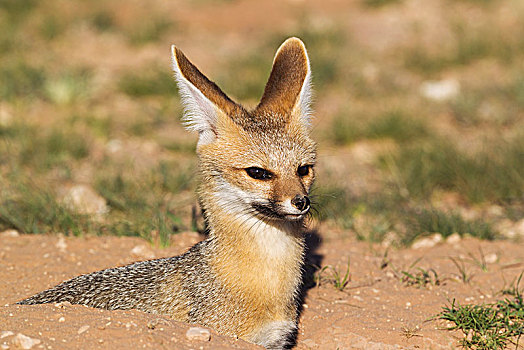 狐属,休息,洞穴,头像,卡拉哈里沙漠,卡拉哈迪大羚羊国家公园,南非,非洲