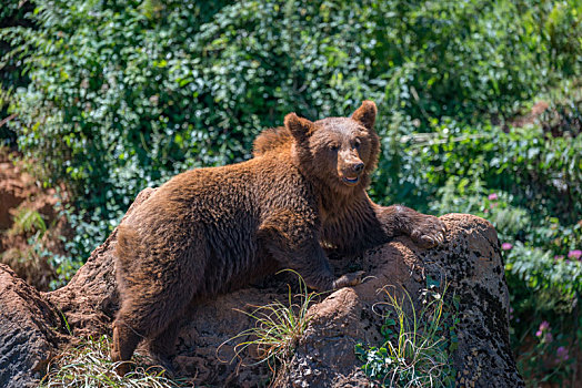 棕熊,躺着,石头,矮树丛
