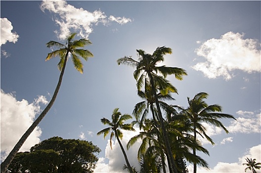 棕榈树,蓝天,云