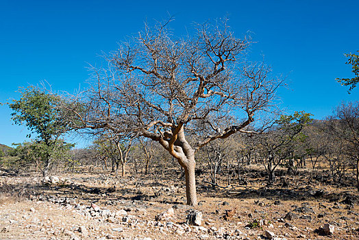 荒芜,风景,考科韦尔德,纳米比亚,非洲