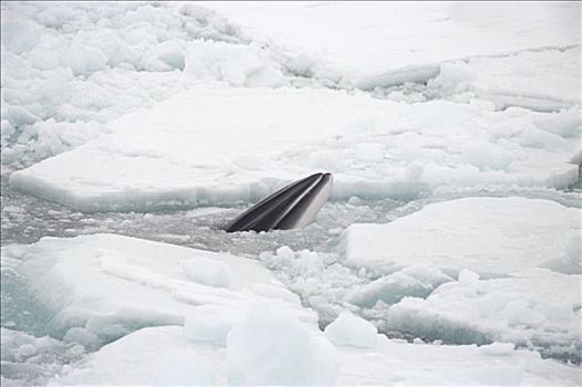 矮小,小须鲸,呼吸,裂缝,破损,迅速,冰,罗斯海,南极