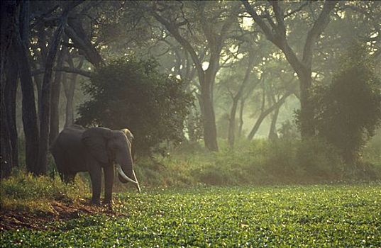 大象,早晨,薄雾,津巴布韦