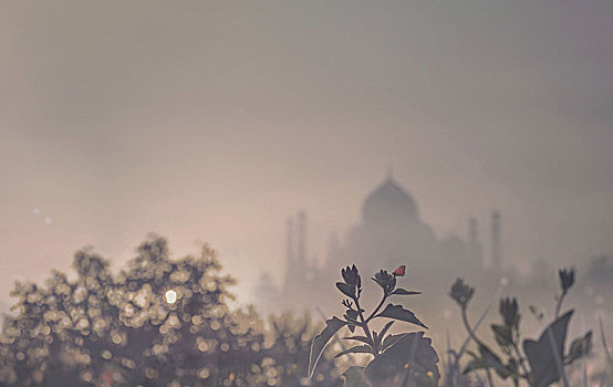 泰姬陵,日落,植物,蝴蝶,前景,阿格拉,北方邦,印度,亚洲
