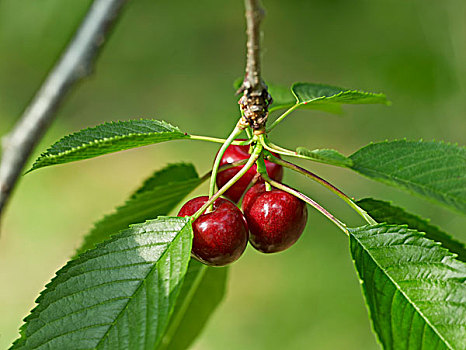 甜樱桃,比姆斯维尔,尼加拉瓜地区,安大略省,加拿大