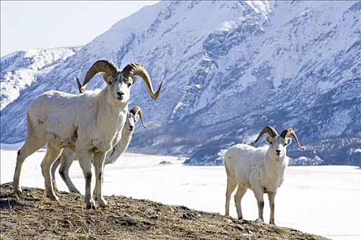 野大白羊,白大角羊,雄性,绵羊,山,克卢恩国家公园,育空地区,加拿大,北美
