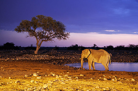 非洲象,水坑,晚上,埃托沙国家公园,靠近,区域,纳米比亚,非洲