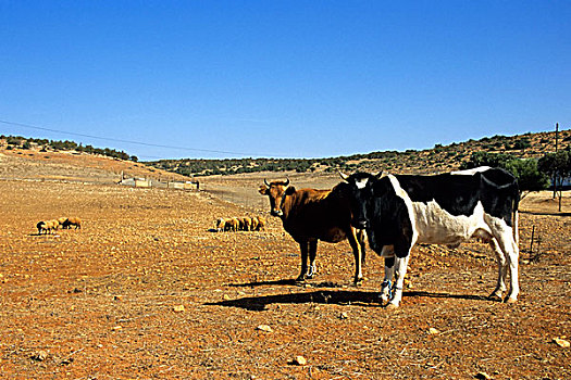 利比亚,靠近,母牛,船,农场