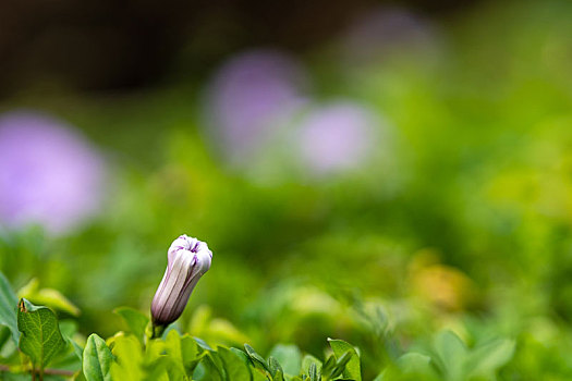 牵牛花特写