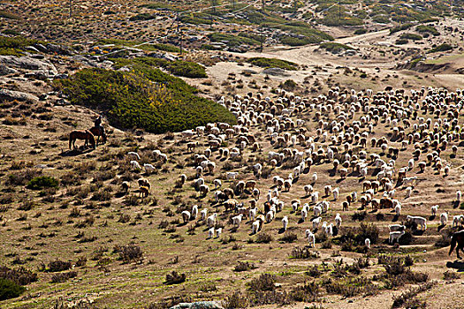 新疆北疆牧场