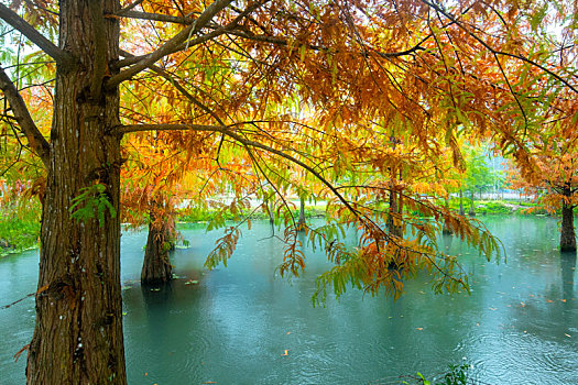 秋季来了湖泊里的落羽松叶子变红了