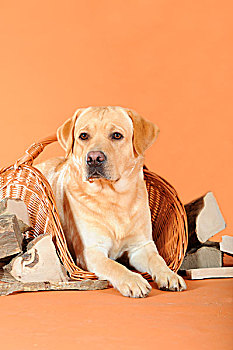 黄色拉布拉多犬,卧,篮子,片,木柴