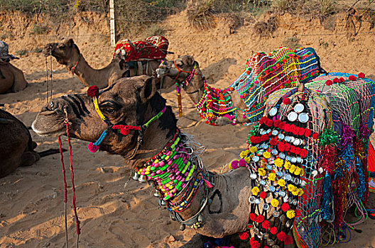 骆驼,乘,普什卡,拉贾斯坦邦,印度