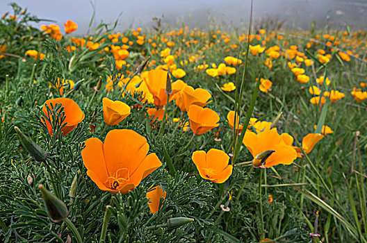 花菱草,蒙大拿,州立公园,加利福尼亚,中心,海岸