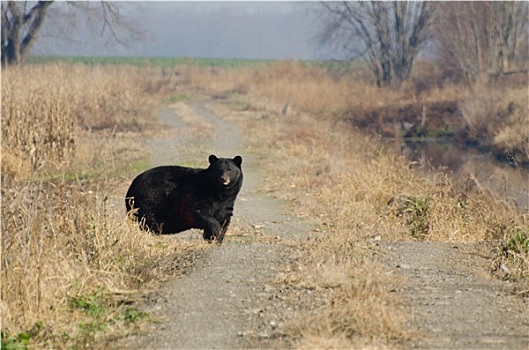 黑熊,站立,地点