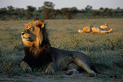 狮子,雌狮,卡拉哈迪大羚羊国家公园,卡拉哈里沙漠,南非,非洲