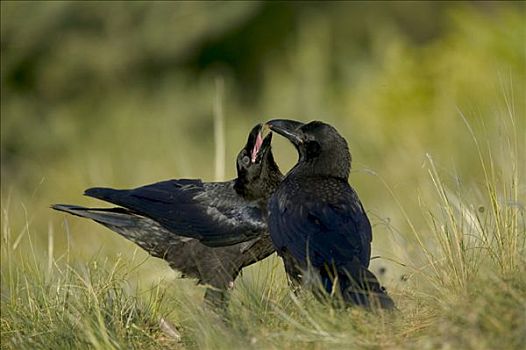 大乌鸦,渡鸦,雌性,幼鸟,求婚者,塞文山脉,国家公园,法国