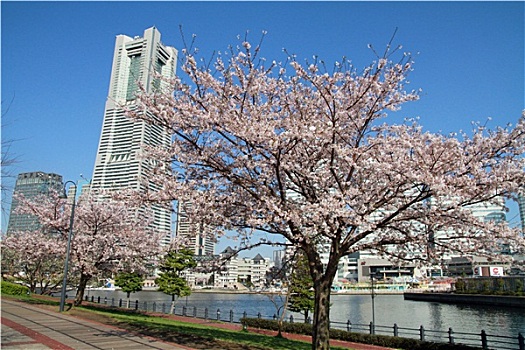 横滨,地标大厦,樱花,日本