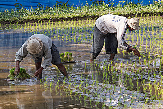 印度尼西亚,巴厘岛,男人,种植,稻米,幼苗,洪水,稻田,靠近,乌布,使用,只有