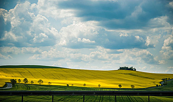 地点,黄色,花,乡村,德国
