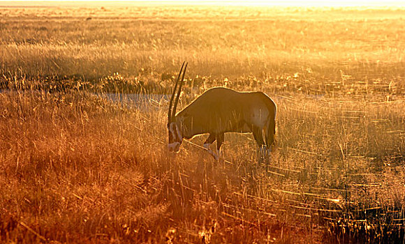 长角羚羊,放牧,日落,埃托沙国家公园,纳米比亚