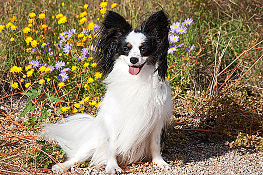 蝴蝶犬,坐,正面,野花,干燥,草