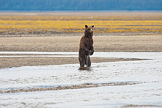 大灰熊,棕熊,站立,后腿,水,阿拉斯加,美国
