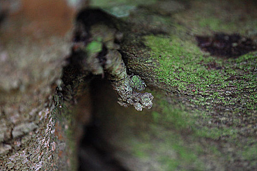 树皮树根与小草