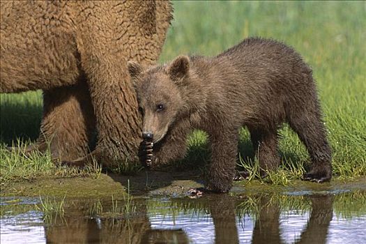 大灰熊,棕熊,幼兽,玩,卡特麦国家公园,阿拉斯加