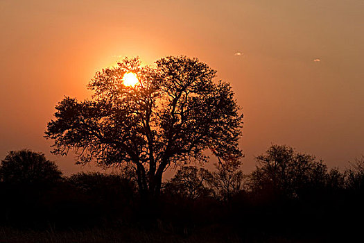 树,剪影,日落,万基国家公园,津巴布韦,非洲