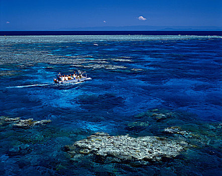珊瑚礁,大堡礁,昆士兰,澳大利亚