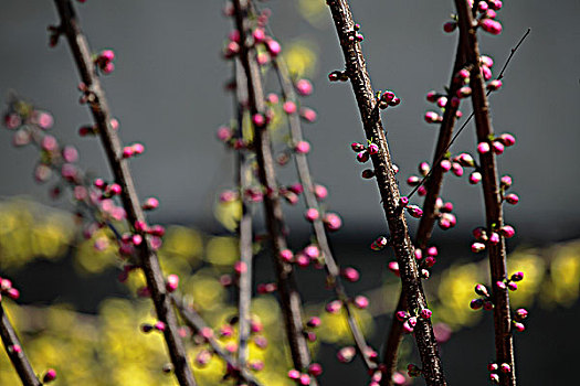 碧桃花