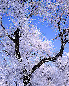 吉林雾凇雪景风光