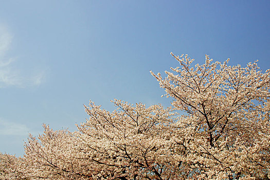 樱花,山,熊本,日本