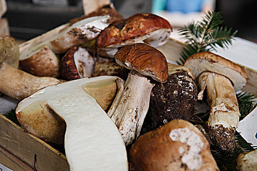 蘑菇,木质,板条箱,蔬菜,市场,文堤米利亚,省,因佩里亚,利古里亚,区域,里维埃拉,地中海,意大利,欧洲