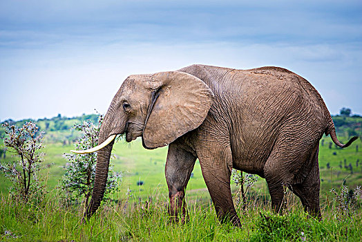 大象,秋天,国家公园,乌干达