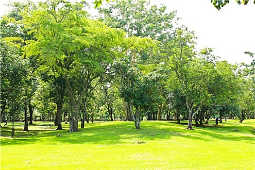 绿色,树,公园