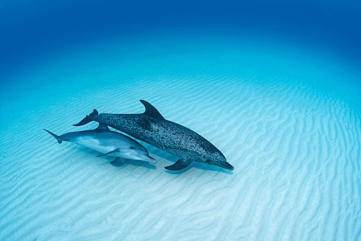 大西洋点斑原海豚,花斑原海豚,小动物,上方,沙,仰视,巴哈马浅滩,巴哈马,中美洲
