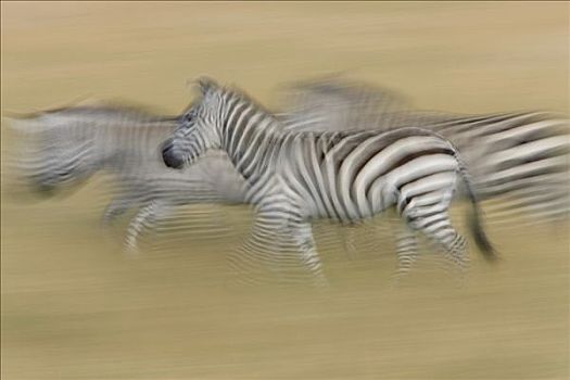 白氏斑马,斑马,三个,马赛马拉国家保护区,肯尼亚