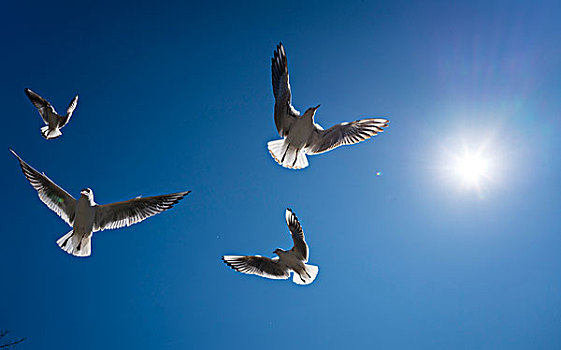鸽子飞翔的图片 唯美图片
