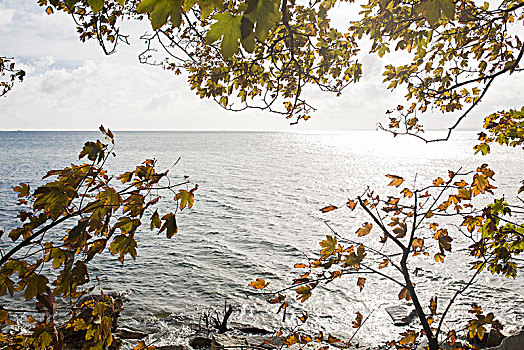看穿,秋叶,波罗的海