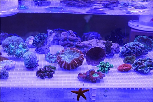 珊瑚,蓝光