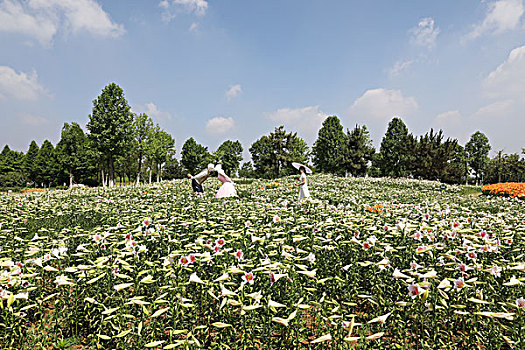 百合园