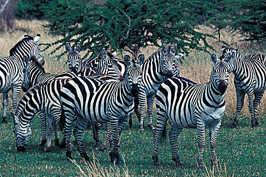 非洲,坦桑尼亚,塞伦盖蒂国家公园,斑马