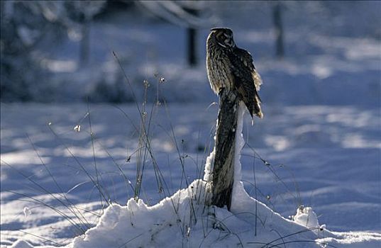 长耳猫头鹰,长耳鸮,栖息,栅栏柱,冬天,欧洲