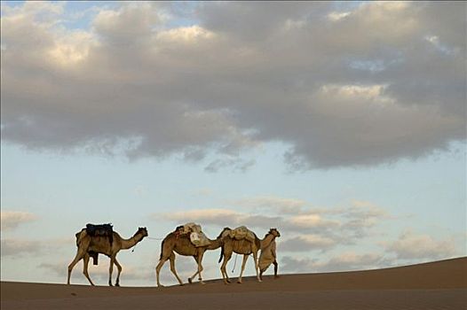 阿曼苏丹国,男人,三个,骆驼,荒芜